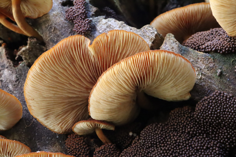 Fascinating fungi facts