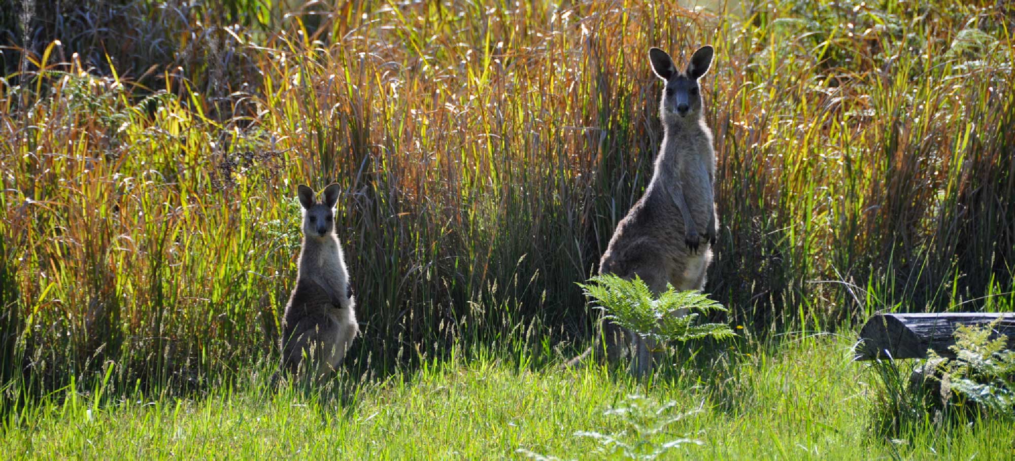 mount royal wildlife