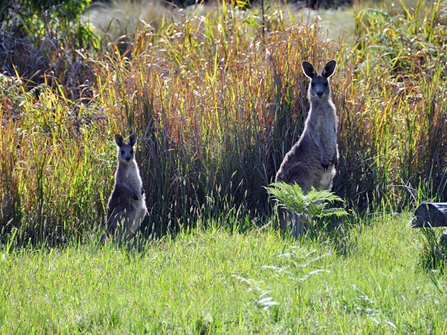bushwalks kangaroos