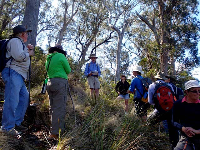 mount royal guided bushwalk