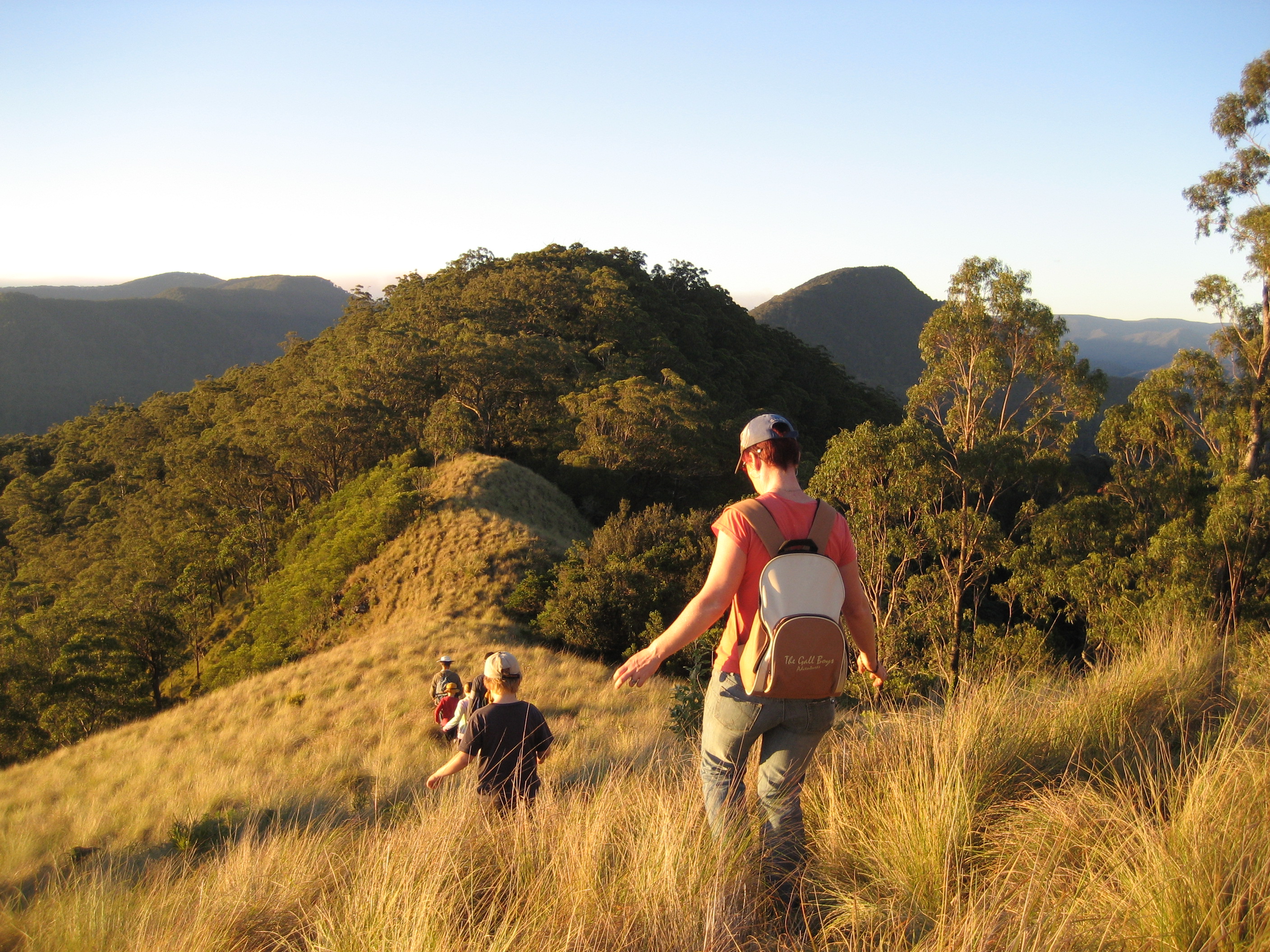 guided bushwalks in mt royal national park