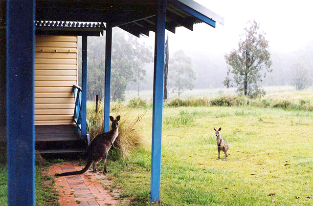 callicoma hill eco-cabins wildlife