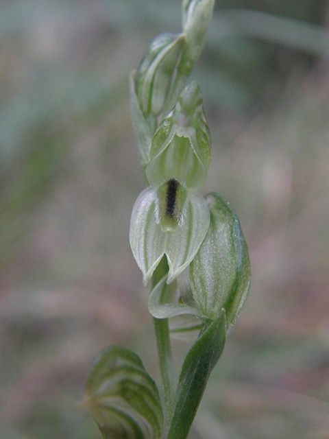 greenhood orchid Pterosylis longifolia