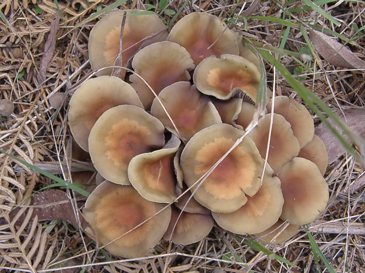 Fungi at Callicoma Hill Ecocabins