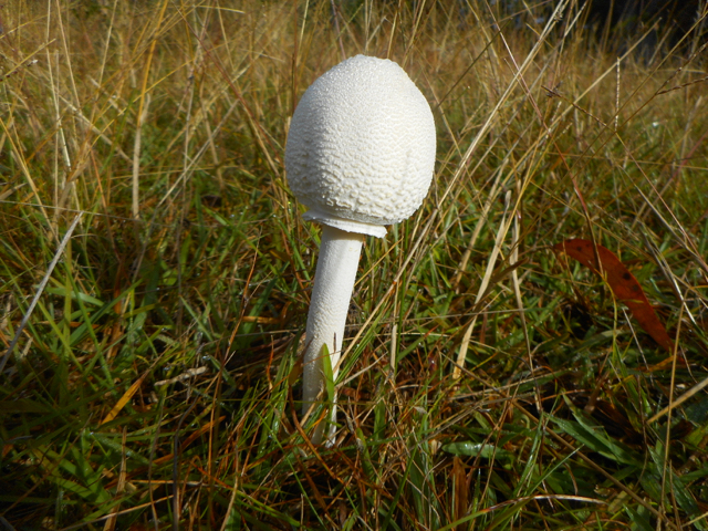 Fungi at Callicoma Hill Ecocabins